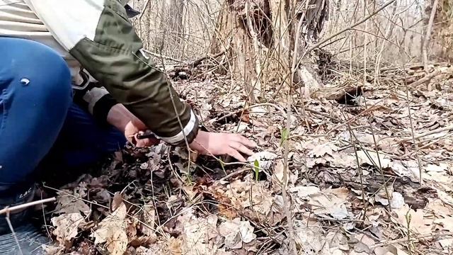 Как мы копали черемшу//дикий чеснок. смотреть онлайн