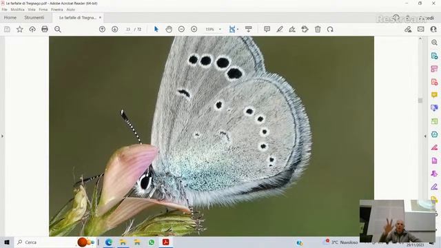 Orchidee e farfalle della Val d’Illasi