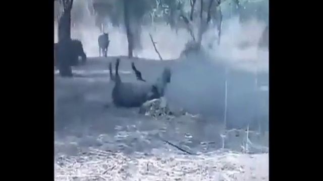 Агрессивные животные.Ошибки людей ценою жизнь смотреть онлайн