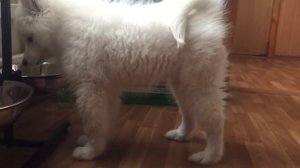 Наш питомец. САМОЕД кушает!!! Чем кормить самоеда? Подарок щенку на 14 февраля