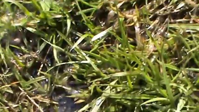 Этот Опыт взрывает мой мозг!!! Как накопать червей без лопаты? смотреть онлайн