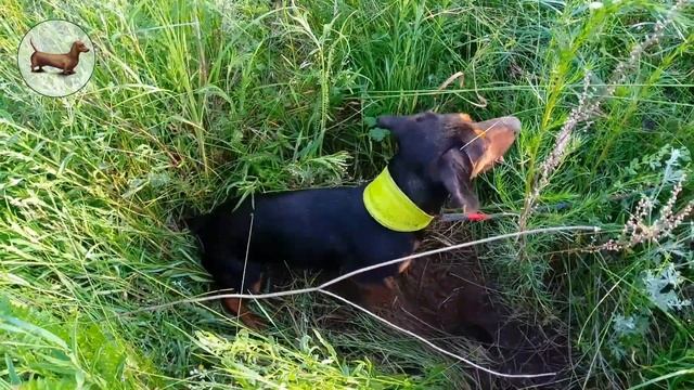 ТАКСА ^ ТАКСЫ ^ ТАКСА ? ? ? Что лучше одной ТАКСЫ? Только три ТАКСЫ!