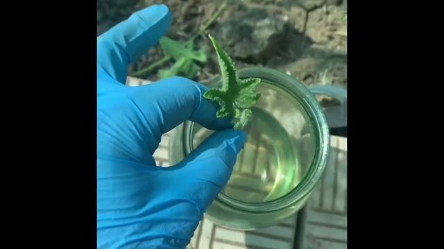 Черенкую огурцы 100% смотреть онлайн