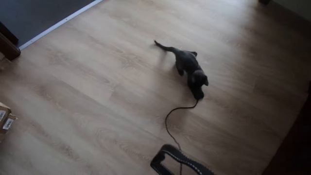Котёнок Кузя Сфинкс играет со шнурком смотреть онлайн