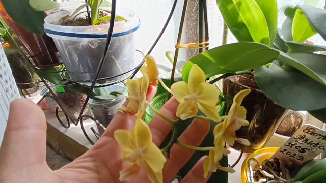 Орхідея Queen Kizz ароматить🤗🥰 смотреть онлайн