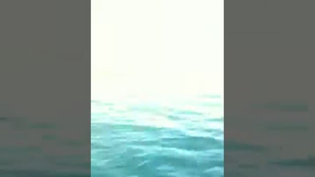 Охота на лысух(кашкалдака) , Азербайджан,Река Кура смотреть онлайн