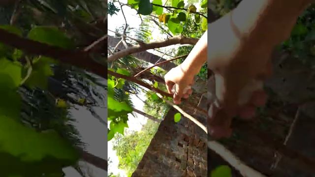 #UPLAND COTTON#GOSSYPIUM HIRSUTUM#In our garden#NATURAL SATISFYING SOUND смотреть онлайн
