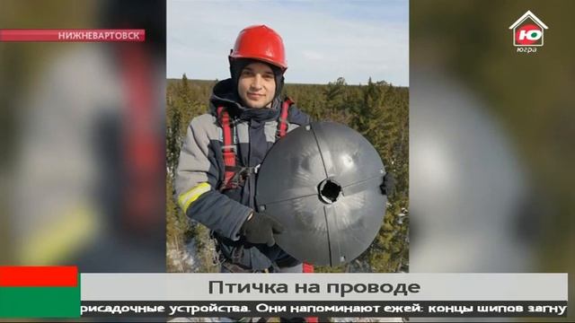 Птичка на проводе - чтобы пернатые не испортили ЛЭП, югорские энергетики используют ежей смотреть онлайн