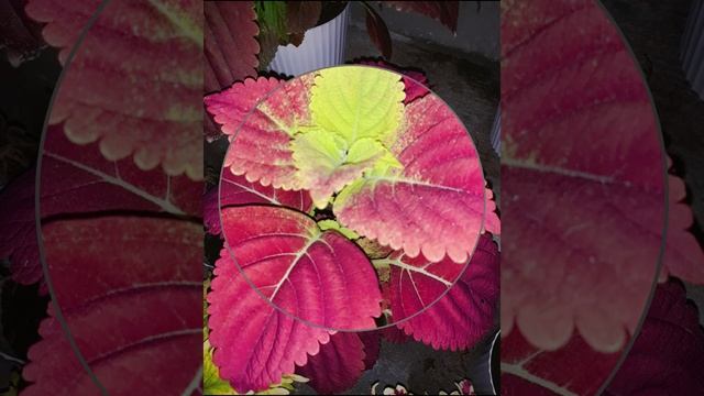 Mayana / Coleus scutellarioides / coleus blumei смотреть онлайн
