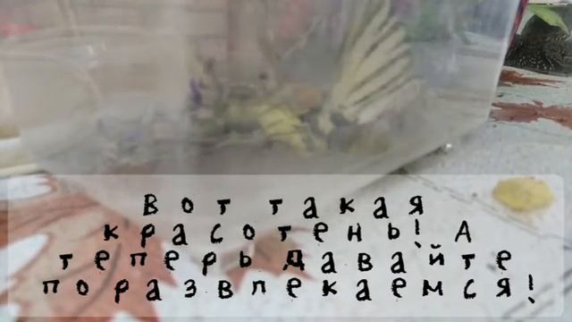 Бабочка парусник & викторина. смотреть онлайн