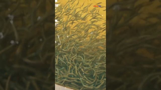 Видит ли нас рыба Рыбоводство и рыбалка Пелядь Муксун Стерлядь и Осётр #shorts смотреть онлайн