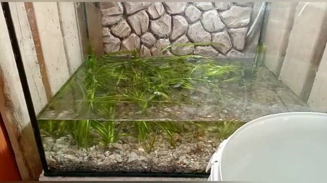 ЗАПУСК АКВАРИУМА ДЛЯ ГУППИ