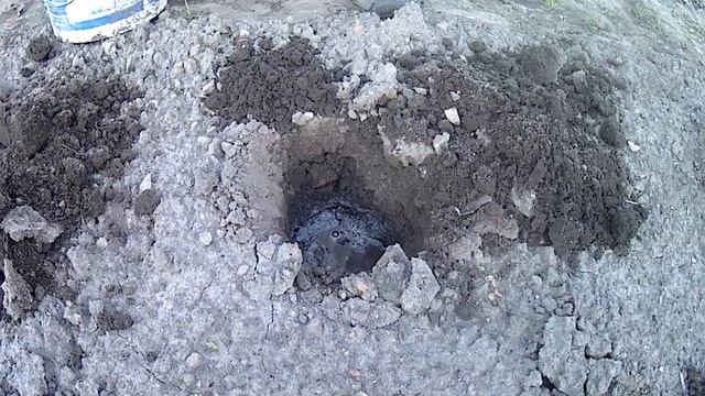 Сажаем огурцы в открытый грунт и собираем большой урожай смотреть онлайн