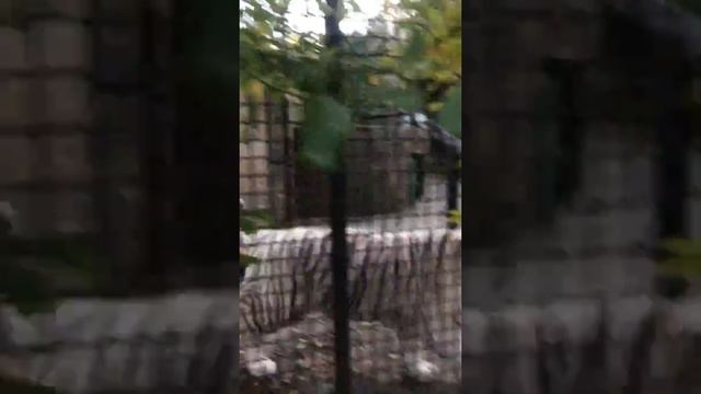 дразним ТИГРА! (альбинос) смотреть онлайн