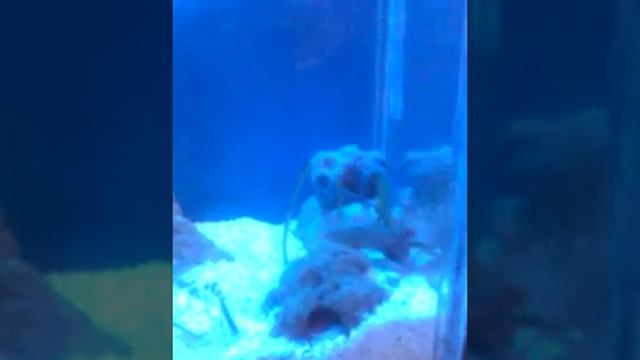 blue ring octopus 08 - frighten смотреть онлайн