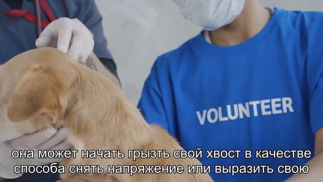 Интерпретация собачьих символов: почему собаки грызут свои хвосты? смотреть онлайн