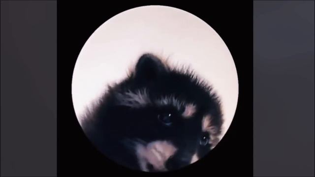 Raffaella Carrà - Pedro (Jaxomy & Agatino Romero Remix) ( Tik Tok ) смотреть онлайн