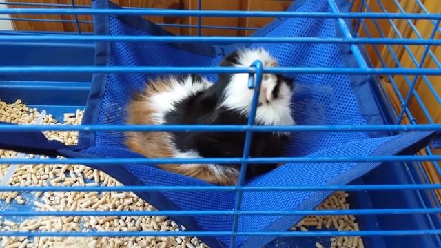 ГАМАКИ ДЛЯ МОЕЙ МОРСКОЙ СВИНКИ//VALERIA PINK