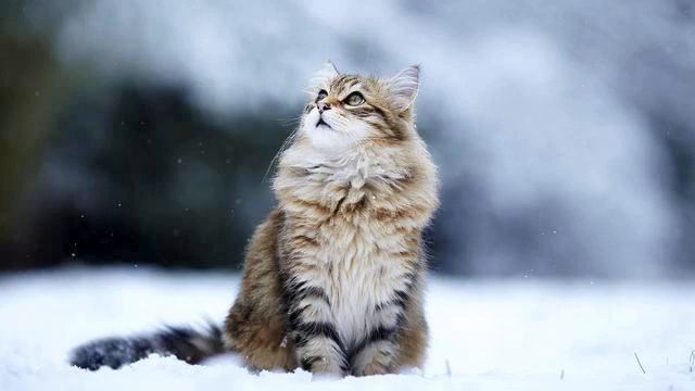 Самый лучший медляк 2014. Потрясающий голос. Русская... смотреть онлайн