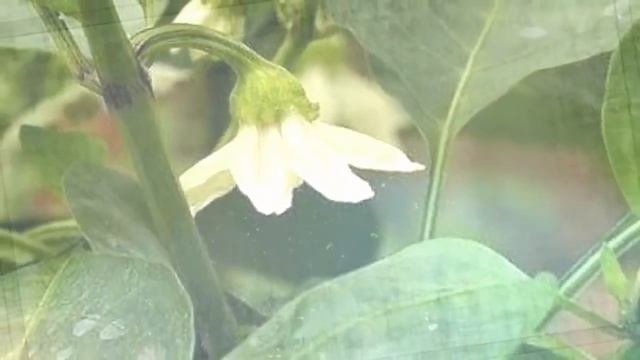 Не допускайте этих ошибок и вы всегда будете с урожаем сладкого перца. Дачные советы при выращивани смотреть онлайн