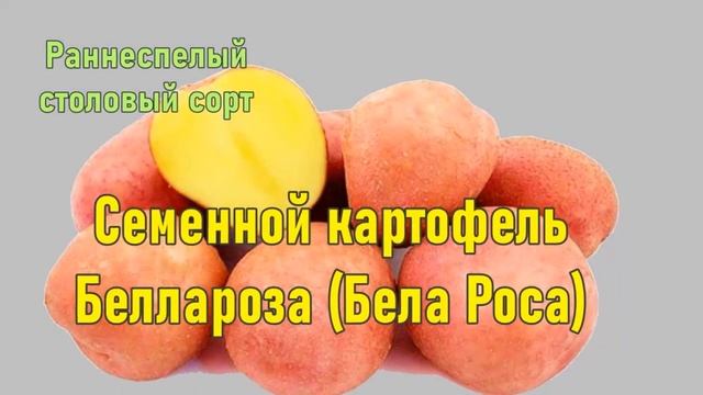 Сорт Беллароза Отзывы. Картофель Описание смотреть онлайн