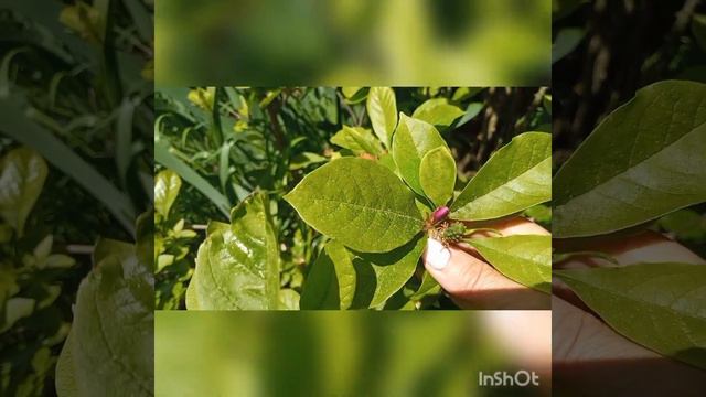 Поговоримо про азалію і про інших улюблениць саду. смотреть онлайн