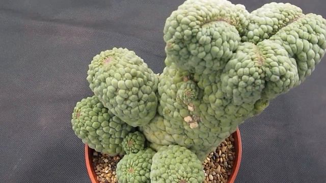 Pseudolithos Migiurtinus From Somalia