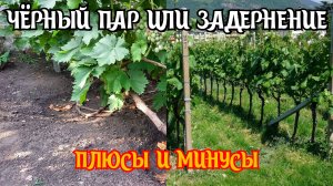 ЧЁРНЫЙ ПАР или ЗАДЕРНЕНИЕ на винограднике. ПЛЮСЫ и МИНУСЫ.