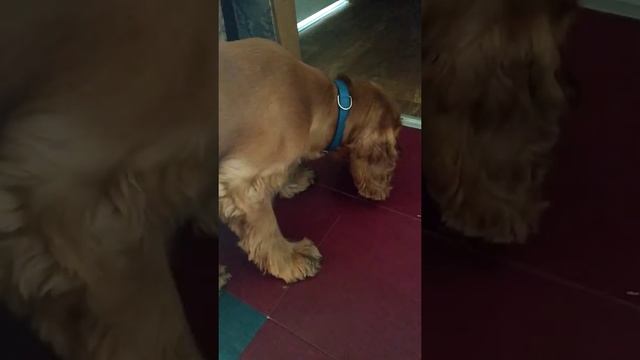 Вольерный кашель у собак. Английский кокер спаниель. смотреть онлайн