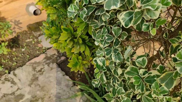 How To Care Ficus Triangularis | Ficus Triangularis Variegata | #ficus