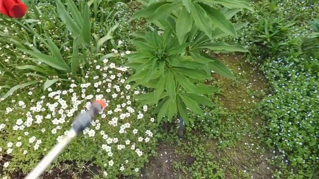 Чем опрыскать лилии от болезней и вредителей. смотреть онлайн