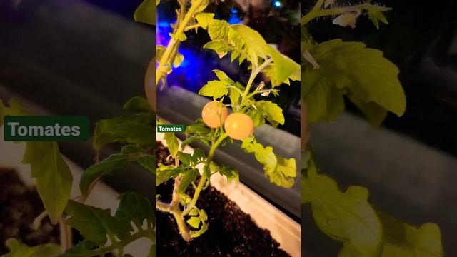 Томат БАЛКОННОЕ ЧУДО - ЖЕЛТЫЙ смотреть онлайн