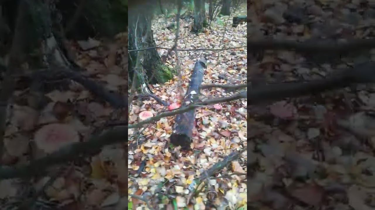Грибов нет... и это не грибы :) смотреть онлайн