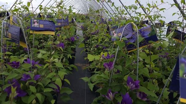 Clematis Olympia™ // Outstanding, Compact, Bushy, FREE FLOWERING, EASY to GROW Climbing Vine смотреть онлайн