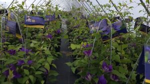 Clematis Olympia™ // Outstanding, Compact, Bushy, FREE FLOWERING, EASY to GROW Climbing Vine
