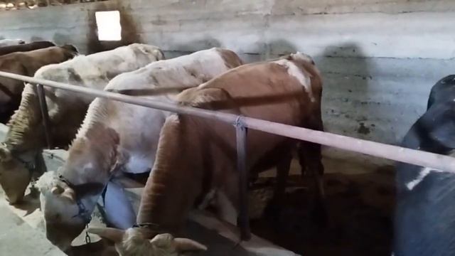 Бычки на откорме, как правельно подобрать бычков на откорм , подбор пород быков.bull fattening смотреть онлайн