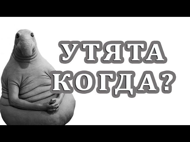 Мускусные и руанские утки, бройлерная утка ст5, индюшата цыплята. когда ждать яйцо и утят? смотреть онлайн