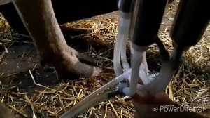 Молоко как слизь? От чего?