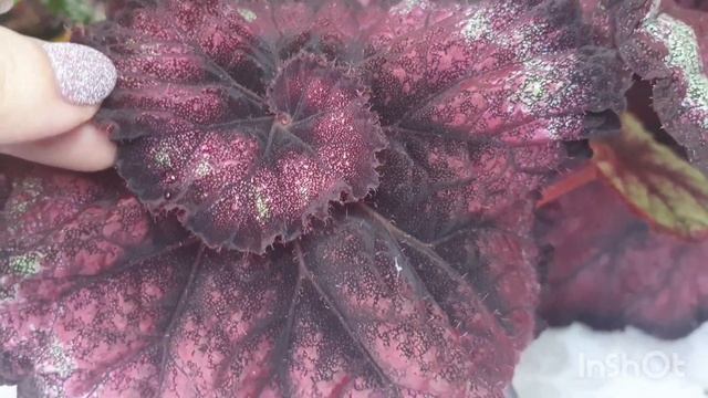 Begonia rex my смотреть онлайн