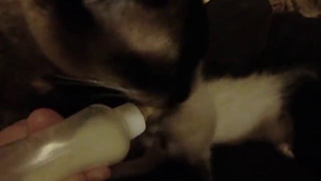 выкармливание котенка смотреть онлайн