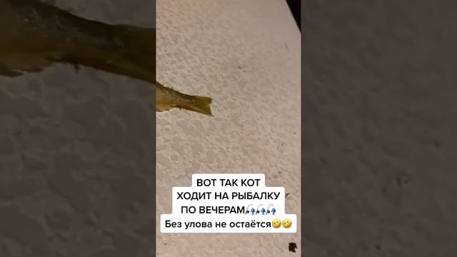 ?Кот сходил на рыбалку. ? #коты #кошкитикток #tiktok #смешныекошки #catsoftiktok #cats #животные смотреть онлайн