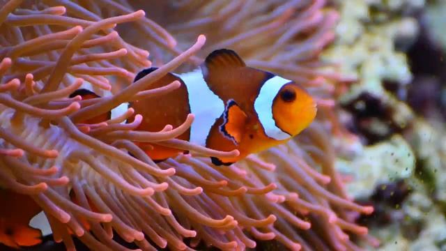 Ошо - Утренние медитации, 04. Мое послание - любовь, озвучивает Nikosho. смотреть онлайн