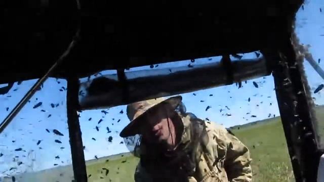 Слепни АТАКУЮТ. Страшно представить, что будет с голым человеком... Тюменская область смотреть онлайн