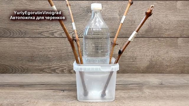 ? Автопоилка для автономного УКОРЕНЕНИЯ ЧЕРЕНКОВ винограда на воде. Зрители моего канала предлагают смотреть онлайн