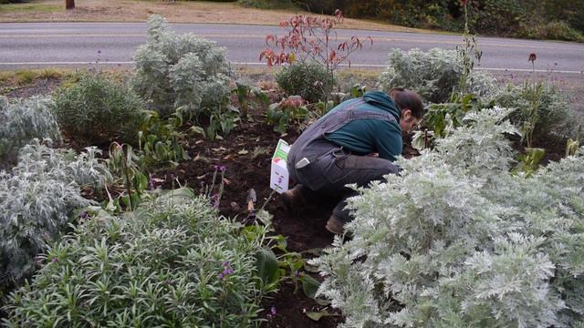 I see mixed bouquets in my future 🔮 planting perennial bulbs for spring blooms (Season 1 Episode 43 смотреть онлайн