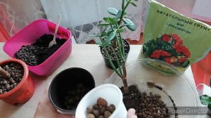 Как Пересадить Денежное Дерево? ПЕРЕСАДКА ДЕНЕЖНОГО ДЕРЕВА в домашних условиях.