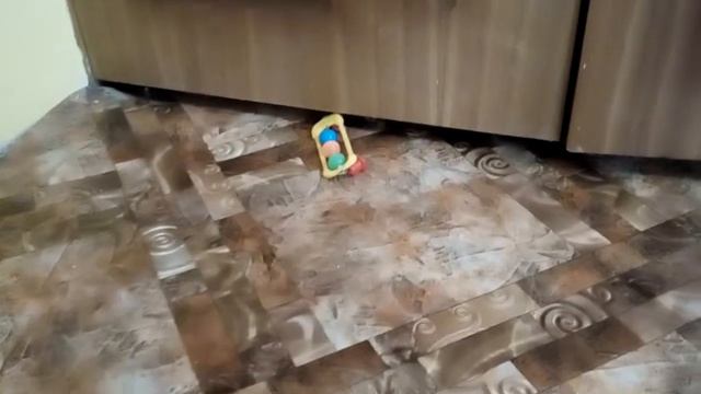 Попугай Кеша, пищит но лезет... смотреть онлайн