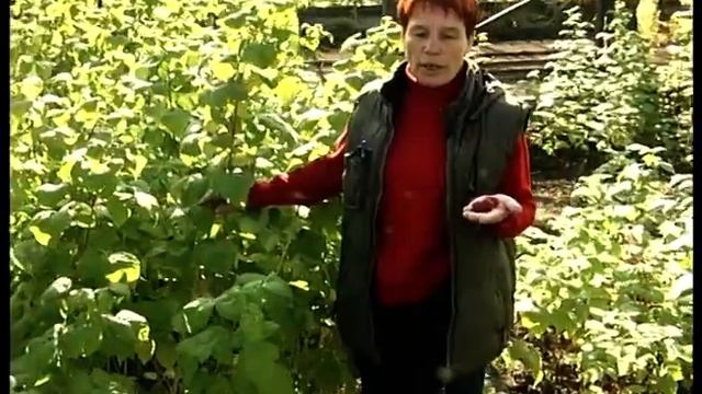 Сибирские сорта малины смотреть онлайн