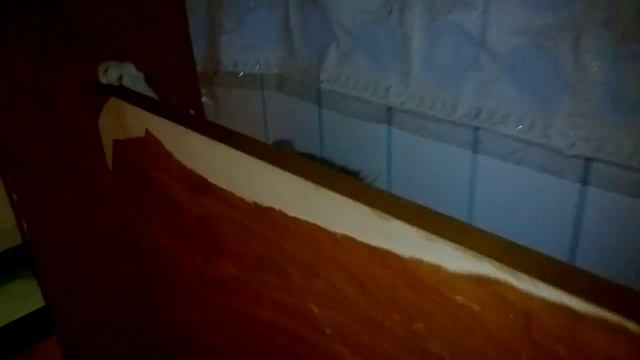 Кошка Муся боится пылесоса ))) смотреть онлайн