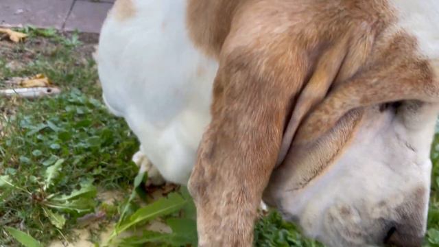 My Basset Hound dog Vincent being hand fed dandelions, like the prince that he is. смотреть онлайн